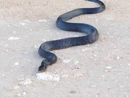 Black And White Striped Snake Texas Blue Indigo Taken In Freer Texas This Snake Is Treasured In South Texas Because It Kills Rattle Snakes