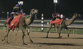 Too much fun at emerald downs today, our first time running ostrich and camel races! Racing Zebra Suse Racing