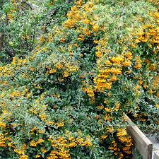 Image result for Pyracantha coccinea golden charmer