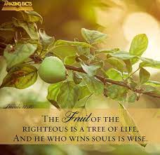 The fruit of the righteous is a tree of life, but violence takes lives. Word Of Truth On Twitter The Fruit Of The Righteous Is A Tree Of Life And He Who Wins Souls Is Wise Proverbs 11 30 Nkjv Yahushua Jesuschrist Jesus Christ Lord God Fruit