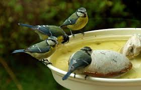 Wir Konnen Eigentlich Immer Baden Sagten Die Blaumeisen In Meinem Garten Auch Wenn Es Nicht Mehr So Heiss Ist Habt Ja Auch Ein E Blaumeisen Baden Meise