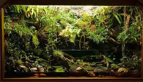 Op Bezoek Bij Hans Pietersma Gifkikkerportaal Forum Weblogs Wim Van Velzen Aquario Para Tartaruga Leds Ideias