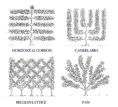 It is better to direct tree growth with training than to correct it with pruning. How To Espalier Fruit Trees Stark Bro S