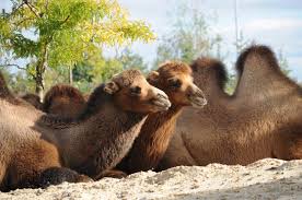 Camel milk has some unique benefits that make it a healthier choice than cow milk. Is Camel Milk Better Than Cow Milk