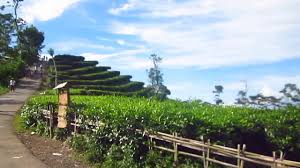 Wisata kebun teh ini terletak di daerah bernama nglinggo, kecamatan samigaluh, kulon progo. Kebun Teh Nglinggo Samigaluh Kulonprogo Yogyakarta Youtube