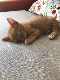 Good Night Friends Tomorrows Come All Too Fast Zzzzz Baby Cats Cute Cats Kittens Cutest