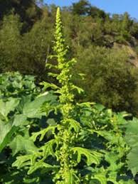 Image result for Dysphania schraderiana