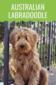 Australian Labradoodle The Ultimate Guide Barking Royalty Australian Labradoodle Australian Labradoodle Puppies Hypoallergenic Dog Breed