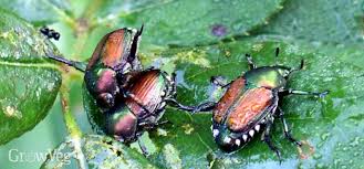 We did not find results for: Japanese Beetle Control For Organic Gardeners