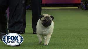 See the search faq for details. Biggie The Pug Wins The Toy Group Westminster Dog Show 2018 Fox Sports Youtube