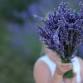 Selah Ridge Lavender Farm 19th Annual Lavender Harvest Days