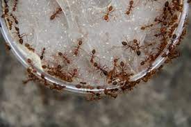 Se volete sapere come eliminare le formiche da casa con rimedi naturali, vi trovate nel posto giusto.continuate a leggere e scoprite come eliminare le tanto fastidiose formiche dal balcone, dalle stanze di casa e persino in giardino con rimedi della nonna che ancora (forse) non conoscete. Rimedi Naturali Contro Le Formiche Metodi Pratici Per Tenerle Lontane