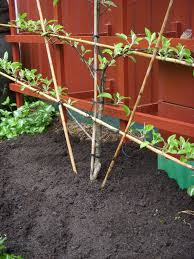 Espalier How To Get It Started Avec Images Jardin Potager Arbre Fruitier Deco Jardin