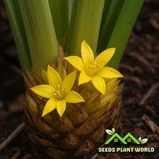 Image result for Molineria