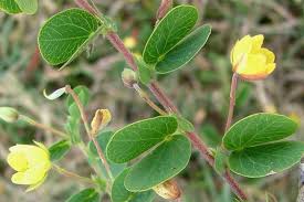 Image result for Chamaecrista gracilior