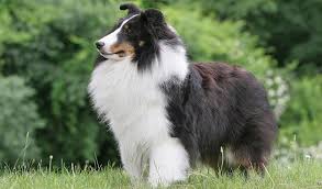 The current median price for all shetland sheepdog shelties. Shetland Sheepdog Dog Breed Information