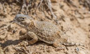 Image result for Adenodolichos punctatus