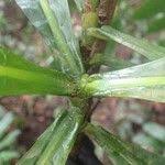 Image result for Gardenia imperialis