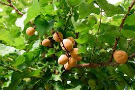 Remove additional branches as necessary to space them at least 6 inches (15 cm.) apart. Apricot Tree Prunus Armeniaca Care And Growing Guide