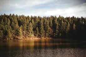 Download now 55 gambar pemandangan air terjun terindah dan tercantik di dunia. Wallpaper Pemandangan Alam Hutan Pohon Pinus Danau 2048x1364 Sisko1701 1987193 Hd Wallpapers Wallhere