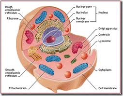 Plant and animal cells do share common cell organelles, hence plant cells are distinctive when compared with functions they perform. Difference Between Plant Cell And Animal Cell Plant Cell Vs Animal Cell