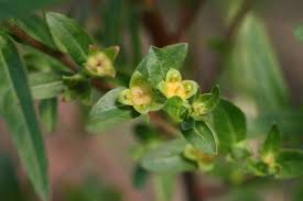 Image result for Ozoroa sphaerocarpa