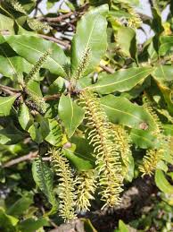 Image result for Terminalia sericea