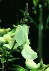 Image result for Tephrosia whyteana