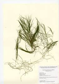 Image result for Stuckenia