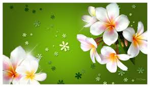 Download and use 20,000+ photo stock photos for free. Best Design Of Plumeria Flowers Wallpaper For Mobile Green Background Color Flowers 1120x648 Wallpaper Teahub Io