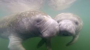 Was ist die beste reisezeit, um mit . Red Tide Suspected As Manatees Deaths Pile Up In Tampa Bay