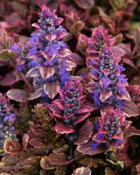 Image result for Ajuga