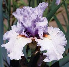Fogbound Fragrant Iris Iris Garden Iris Flowers Showy Flowers