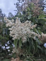 Image result for Brachylaena discolor