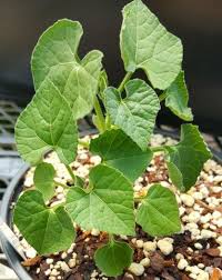 Image result for Kedrostis nana