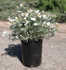 Image result for Convolvulus aschersonii