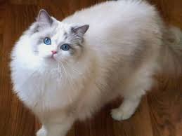 My lovely cat, piumino, and his rag mouse. Gallery For Blue Bicolor Mitted Ragdoll Ragdoll Cat White Ragdoll Cat Beautiful Cats