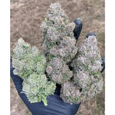 Growers Choice, unmatched power and performance- Alchimia Grow Shop