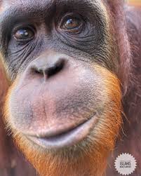 Subject to favorable weather conditions. Bukit Merah Orang Utan Island On Instagram Selamat Pagi I M Orangutan Named Jidin Have An Awesome Thursday Orangutan Cute Animals Bukit Merah