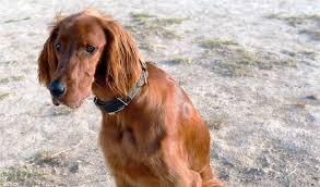 Image result for irský setr