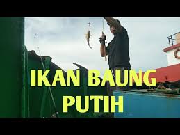 Check spelling or type a new query. Sraik Ikan Baung Putih Dan Ikan Songko Belut Sungai Youtube