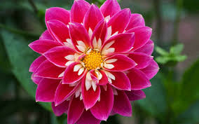 Flower delivery perfect for any occasion! 10 Most Beautiful Flowers Around The World