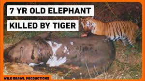 TIGER KILLS ELEPHANT IN SILENT VALLEY ...