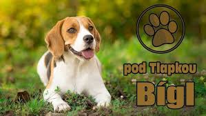 Image result for bígl