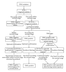 Molecular Genetics And Genetic Testing In Myotonic Dystrophy