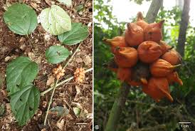 Image result for Triclisia