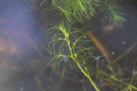 Image result for Najas horrida