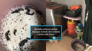 #membuatpagarghaib #garampagarghaib assalamualaikum warahmatullahi wabarakatuh salam sejahtera untuk kita semua. Lelaki Diganggu Selepas Cantas Pokok Mangga Ustaz Tabur Garam Asam Keping Pagar Rumah