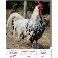 We did not find results for: Silver Spangled Hamburg Chicken Chicks