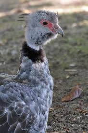 Birds For Sale In Ohio Craigslist Southern Screamer Aquatic Birds Birds Animals